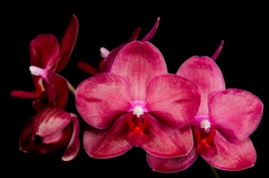 Phalaenopsis San Jacinto Fancy Rose San Jacinto AM/AOS 82 pts.